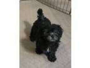 Shih-Poo Puppy for sale in Gloucester, VA, USA