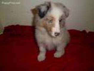 Shetland Sheepdog Puppy for sale in Vicksburg, MS, USA