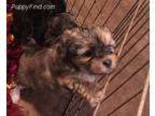 Shih-Poo Puppy for sale in Centerville, TX, USA