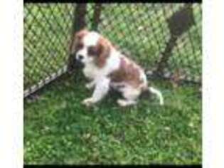 Cavalier King Charles Spaniel Puppy for sale in Norfolk, VA, USA