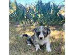 Cardigan Welsh Corgi Puppy for sale in Bonners Ferry, ID, USA