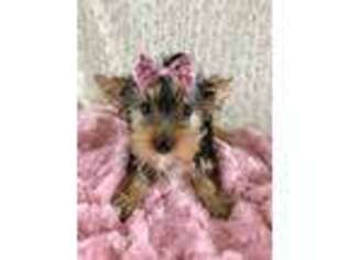 Yorkshire Terrier Puppy for sale in Chewelah, WA, USA