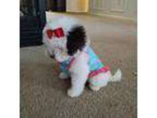 Maltese Puppy for sale in Detroit, MI, USA