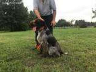 German Wirehaired Pointer Puppy for sale in Chicago, IL, USA