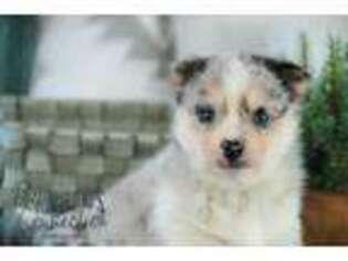 Siberian Husky Puppy for sale in Howe, IN, USA