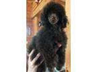 Mutt Puppy for sale in Elizabeth, IN, USA
