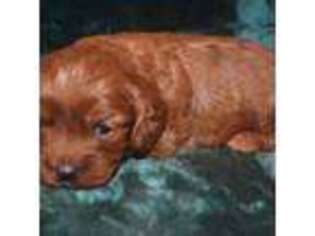 Cavapoo Puppy for sale in Kosciusko, MS, USA