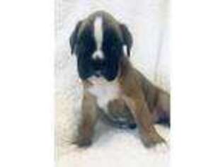 Boxer Puppy for sale in Oskaloosa, IA, USA