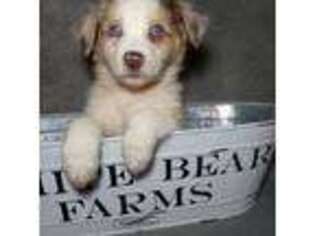 Australian Shepherd Puppy for sale in Mc Connells, SC, USA