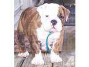 Bulldog Puppy for sale in WELLSVILLE, OH, USA