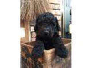 Labradoodle Puppy for sale in Cocoa, FL, USA