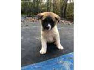 Akita Puppy for sale in Mooresboro, NC, USA