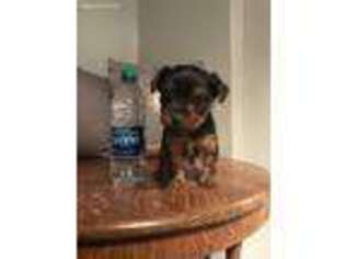 Yorkshire Terrier Puppy for sale in Galena, OH, USA