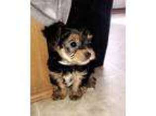 Yorkshire Terrier Puppy for sale in Richmond, VA, USA