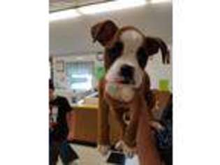 Boxer Puppy for sale in Pelham, NH, USA
