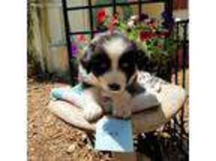 Australian Shepherd Puppy for sale in Warrensburg, MO, USA