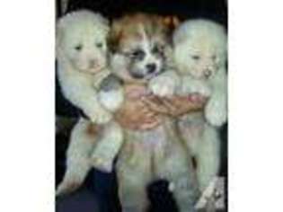 Akita Puppy for sale in ARTESIA, CA, USA