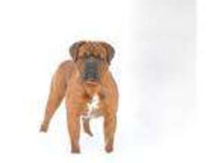 American Bull Dogue De Bordeaux Puppy for sale in Madison, WI, USA