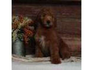 Mutt Puppy for sale in Fontanelle, IA, USA