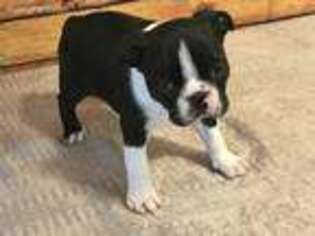 Boston Terrier Puppy for sale in Ider, AL, USA