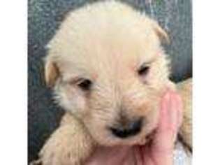 Scottish Terrier Puppy for sale in Lawton, OK, USA