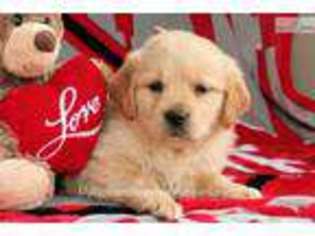 Golden Retriever Puppy for sale in Canton, OH, USA
