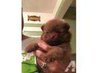 Pomeranian Puppy for sale in OKLAHOMA CITY, OK, USA