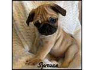 Pug Puppy for sale in Kokomo, MS, USA