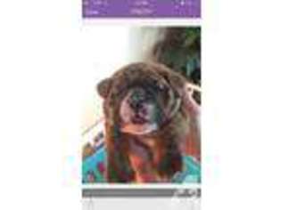 Bulldog Puppy for sale in BELLEVUE, WA, USA