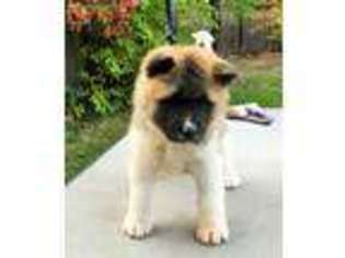 Akita Puppy for sale in Tonasket, WA, USA