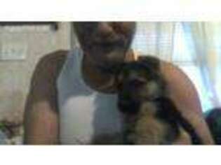 German Shepherd Dog Puppy for sale in West Union, OH, USA
