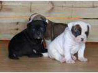 American Bulldog Puppy for sale in Little Hocking, OH, USA