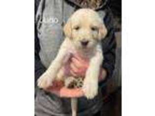 Labradoodle Puppy for sale in Muncy, PA, USA
