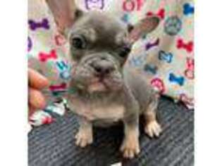 French Bulldog Puppy for sale in Bells, TX, USA