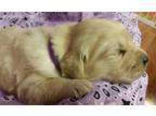 Golden Retriever Puppy for sale in Hillsboro, KS, USA