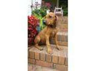 Rhodesian Ridgeback Puppy for sale in Cowpens, SC, USA