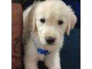 Golden Retriever Puppy for sale in New Haven, CT, USA