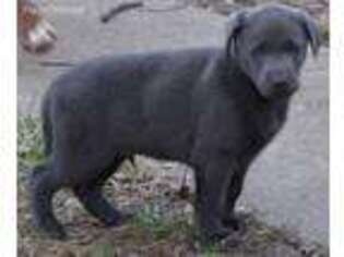 Labrador Retriever Puppy for sale in Hannibal, MO, USA