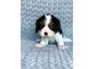 Cavalier King Charles Spaniel Puppy for sale in New Lenox, IL, USA