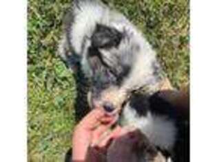 Australian Shepherd Puppy for sale in Wirtz, VA, USA
