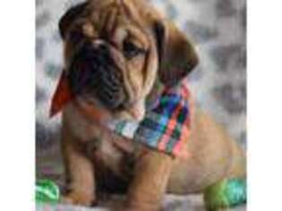 Bulldog Puppy for sale in The Woodlands, TX, USA