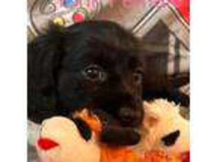 Dachshund Puppy for sale in Waukegan, IL, USA