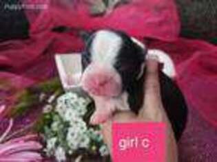 Boston Terrier Puppy for sale in Franklinville, NY, USA