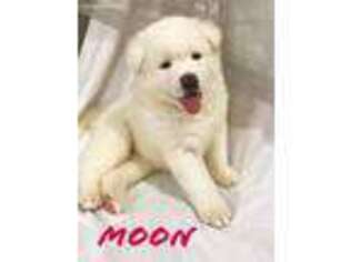 Akita Puppy for sale in Castle Rock, CO, USA