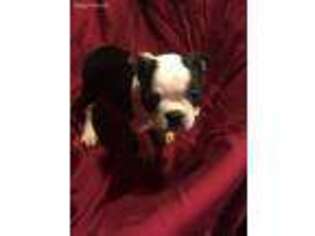 Medium Photo #1 Boston Terrier Puppy For Sale in Franklin Furnace, OH, USA
