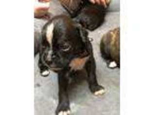 Boxer Puppy for sale in De Witt, AR, USA