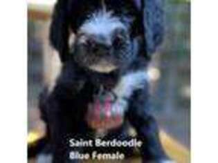 Saint Berdoodle Puppy for sale in Lowville, NY, USA