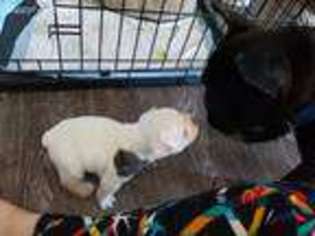 French Bulldog Puppy for sale in Moxee, WA, USA
