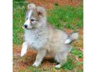 Mutt Puppy for sale in Sandy Hook, KY, USA