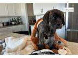 Mutt Puppy for sale in Stockton, CA, USA